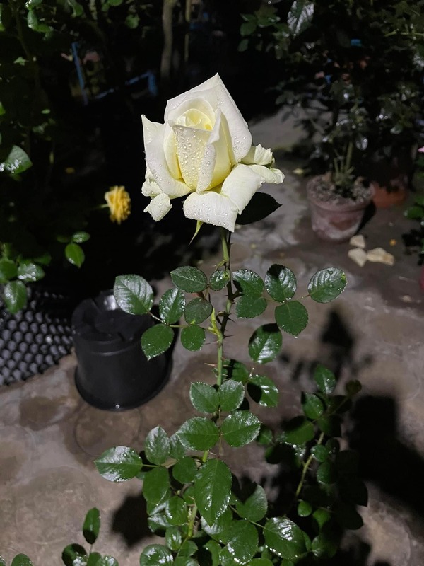 'Maa Sarada' rose photo