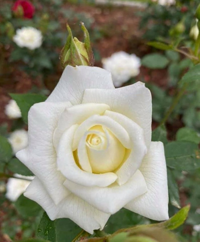 'Gita' rose photo