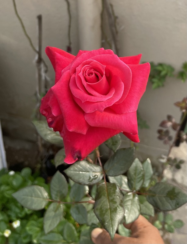'You Can Win' rose photo