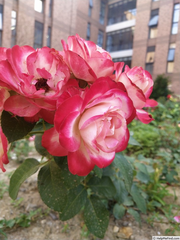 'Jubilé du Prince de Monaco ®' rose photo