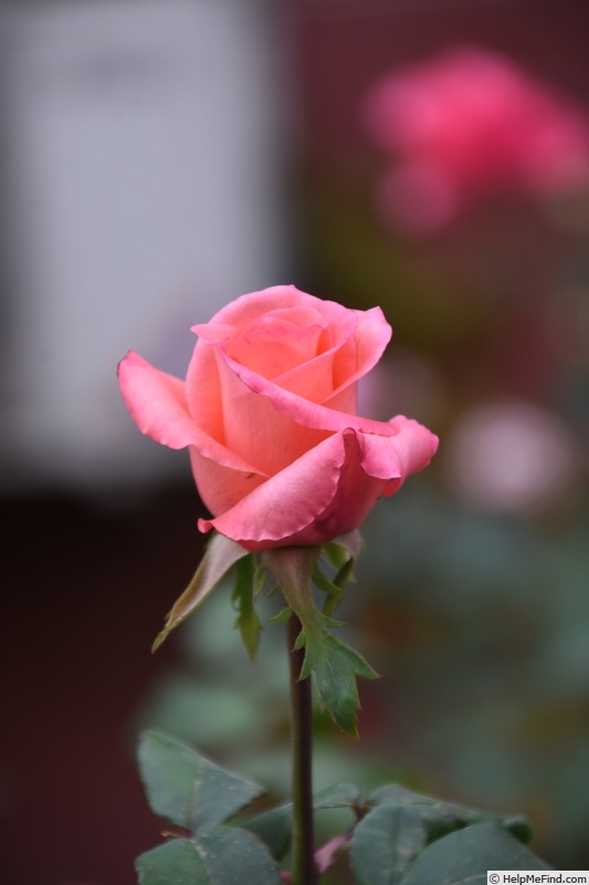 'Yanni' rose photo
