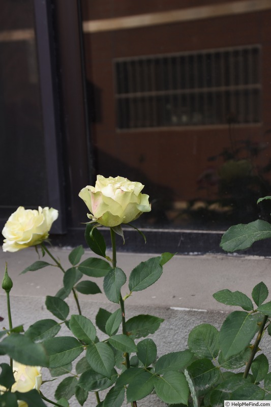 'Lvye' rose photo
