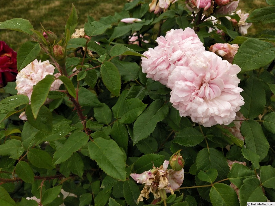 'Jacques Cartier' rose photo
