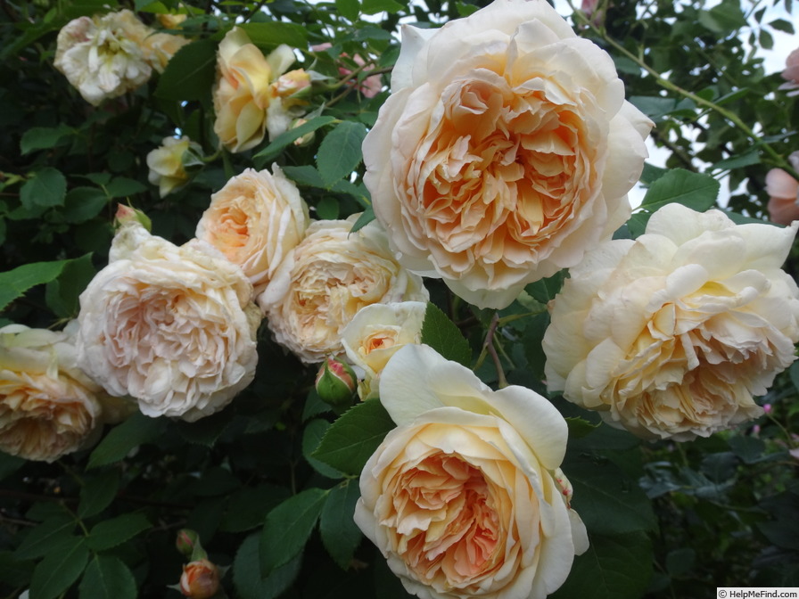 'Bathsheba' rose photo