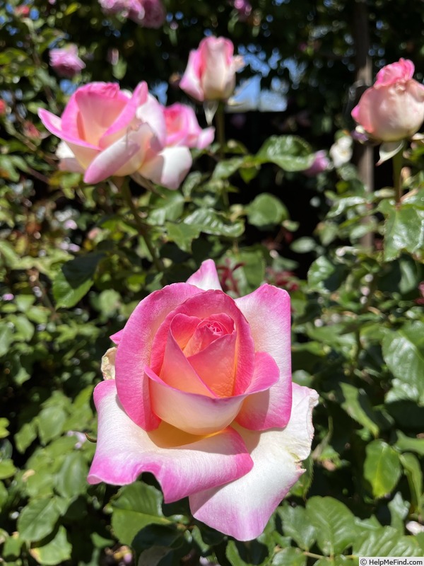 'LeAnn Rimes' rose photo