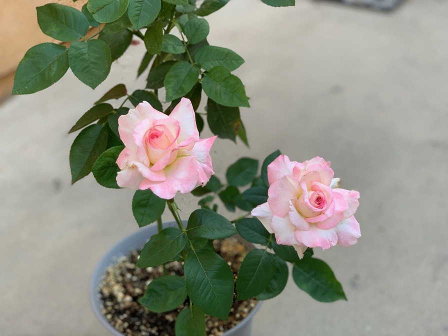 'Secret ™' rose photo
