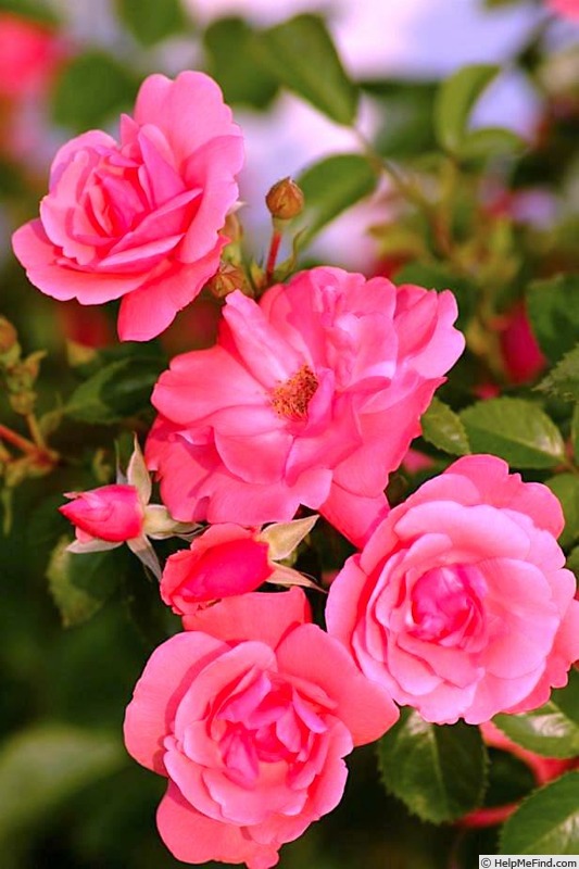'Lady Elsie May ™' rose photo