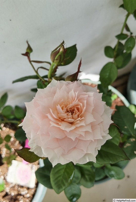 'Monique Darve ®' rose photo