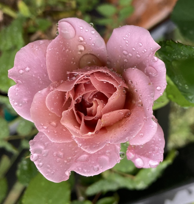 'Lavender Pinocchio (Floribunda, Boerner, 1948)' rose photo