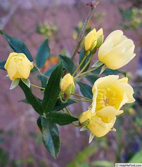 'R. banksiae lutescens' rose photo