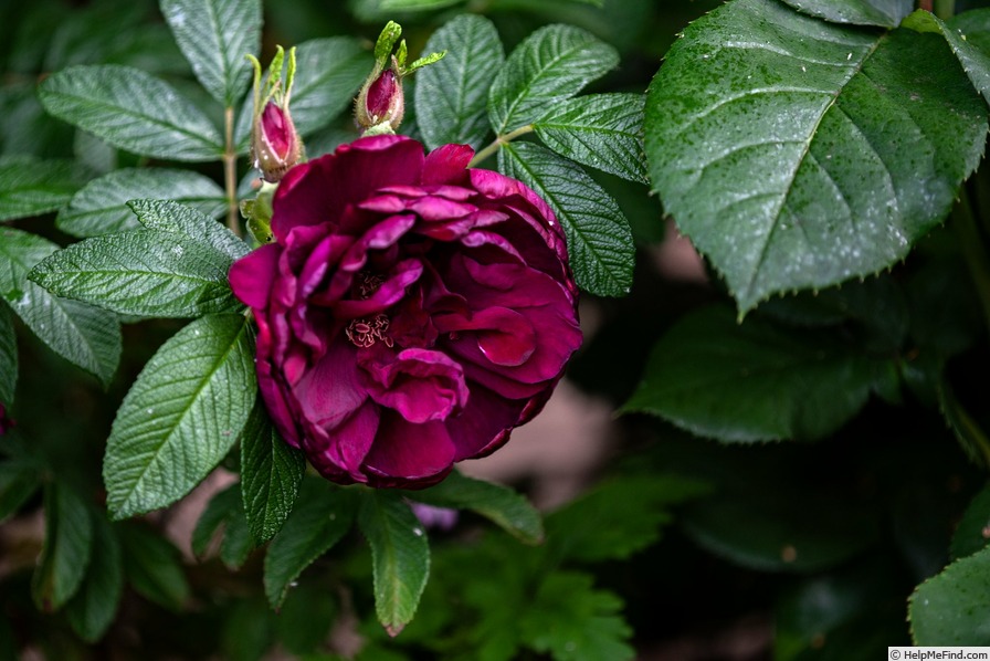 'Red Phenomenon' rose photo