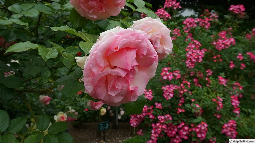 'Hamamirai' rose photo