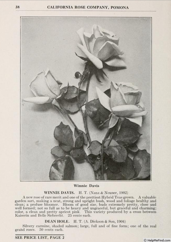 'Winnie Davis (hybrid tea, Nanz & Neuner, 1899)' rose photo