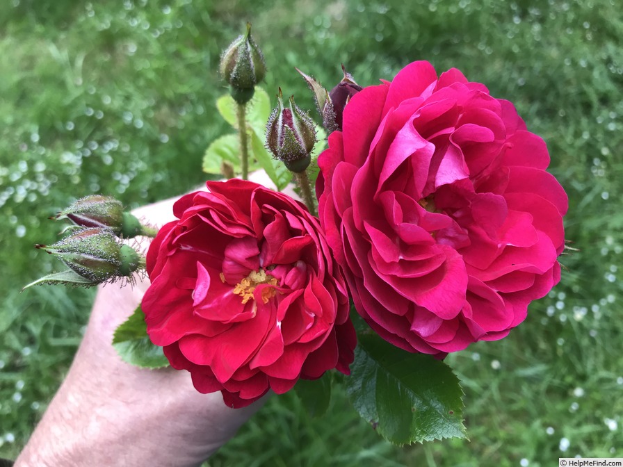 'Carol Whitten' rose photo