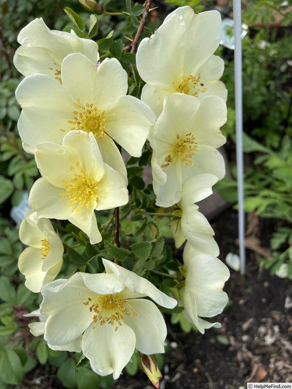 'Butterball' rose photo