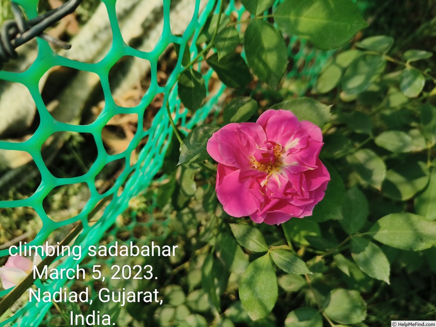 'Sadabahar, Cl.' rose photo
