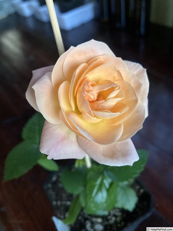 '22-16-1' rose photo