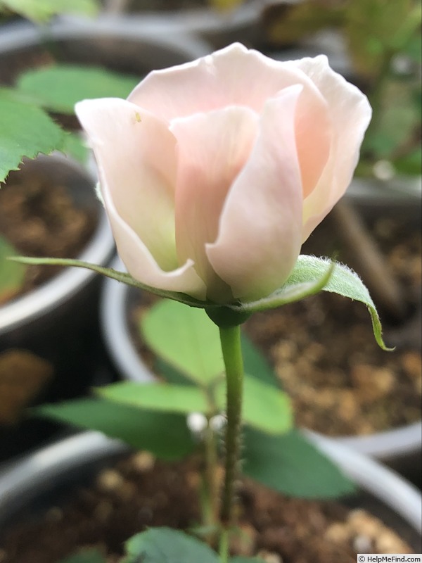 'Seedling 23-0001' rose photo