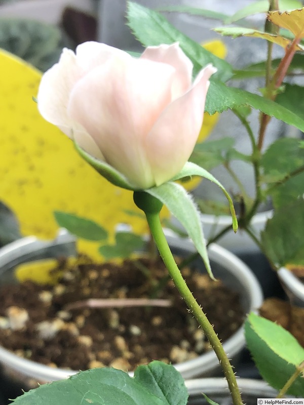 'Seedling 23-0001' rose photo