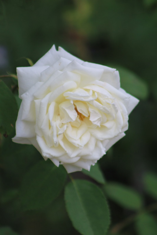 'Fürstin von Pless' rose photo