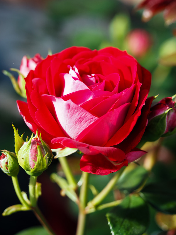 'Belle de Grasse ®' rose photo