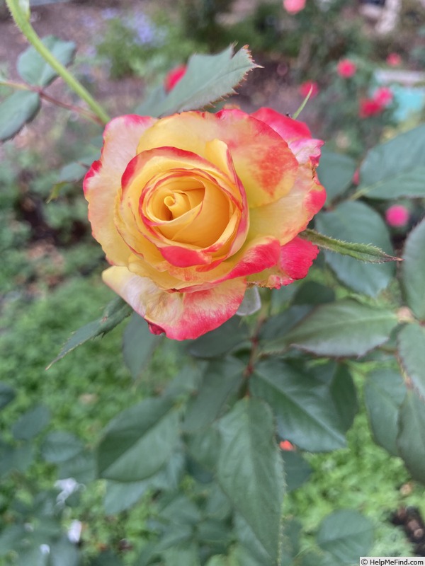 'Abby's Angel' rose photo