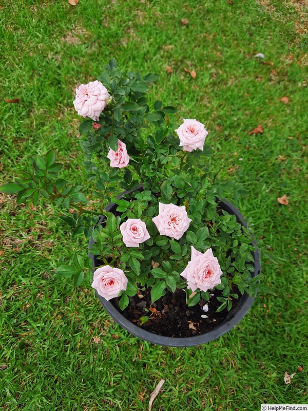 'Bella Mackenzie Schubert' rose photo