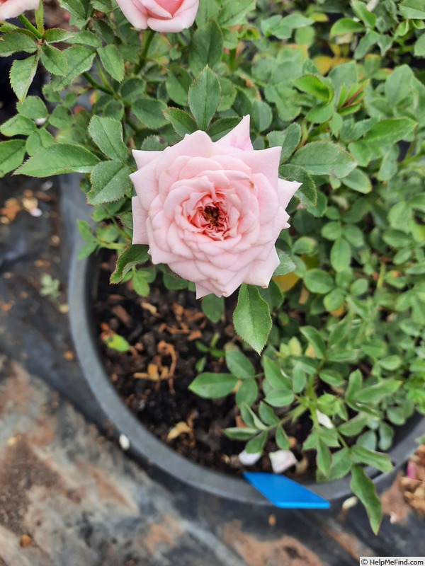 'Bella Mackenzie Schubert' rose photo