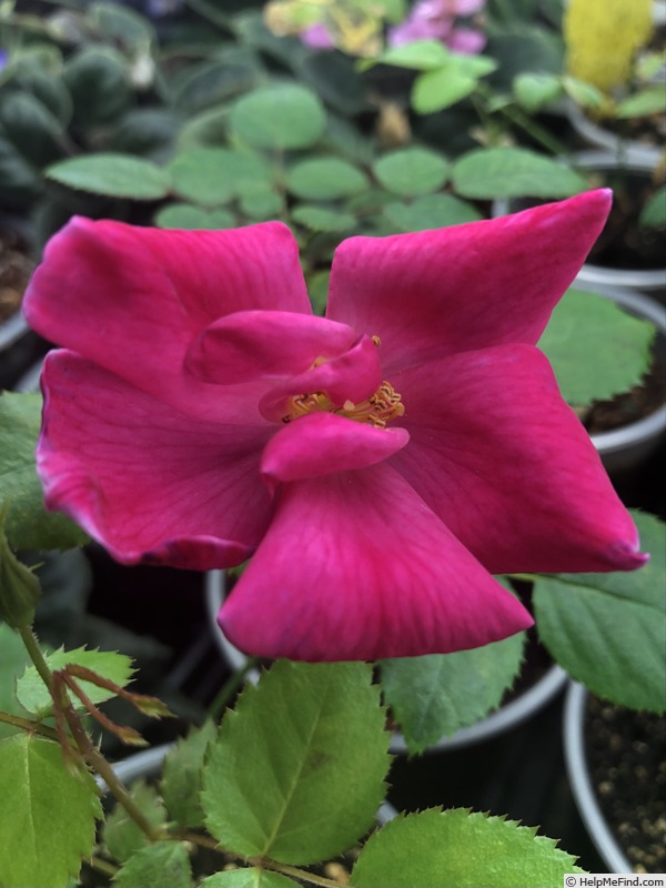 'Seedling 22-018' rose photo
