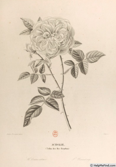'Acidalie (bourbon, Rousseau 1837)' rose photo
