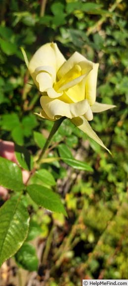 'GOTXRBSTD' rose photo