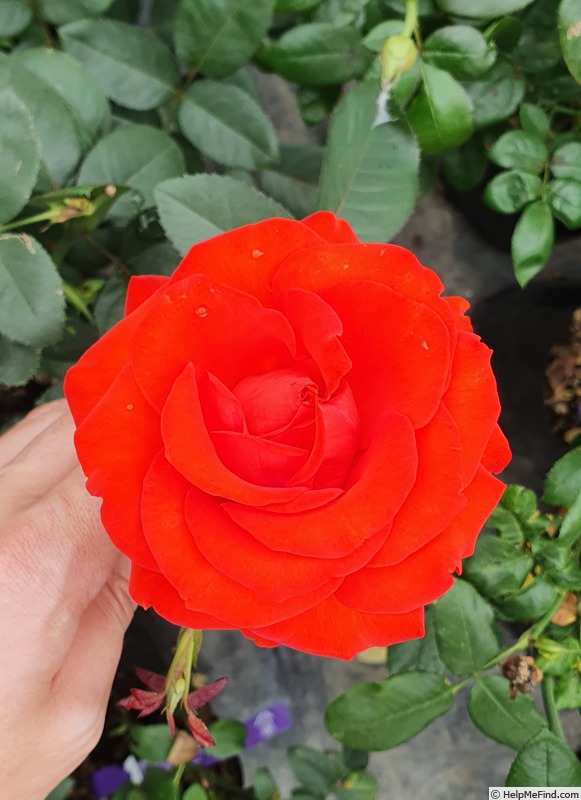 'Curro' rose photo