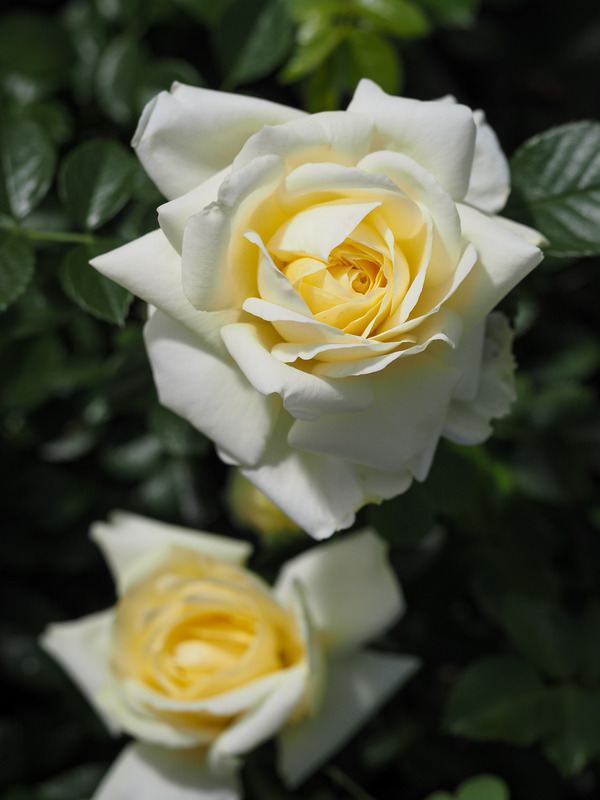 'Nadia Meidiland' rose photo