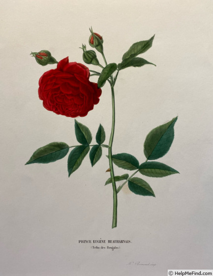 'Prince Eugène Beauharnais (china, Hardy 1831)' rose photo