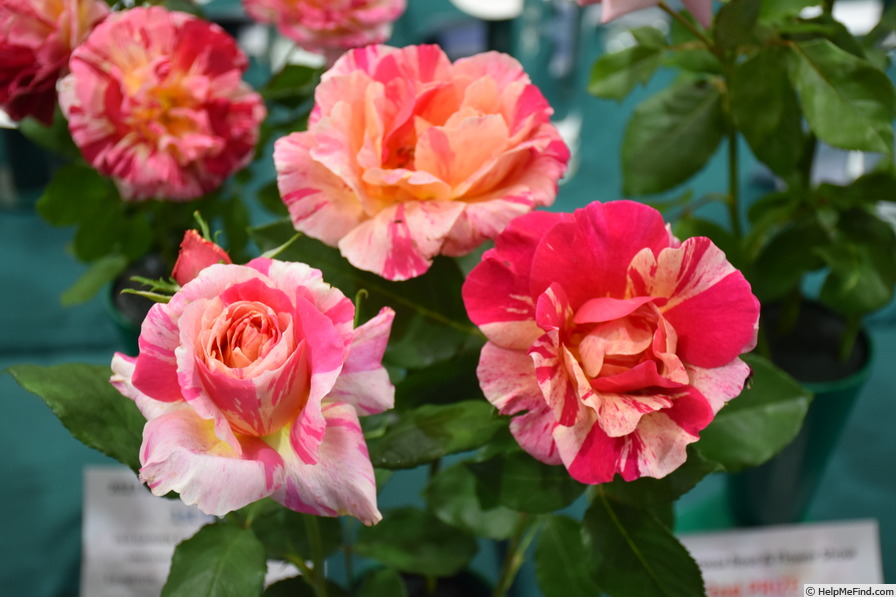 'Claude Monet (shrub, Delbard 2012)' rose photo