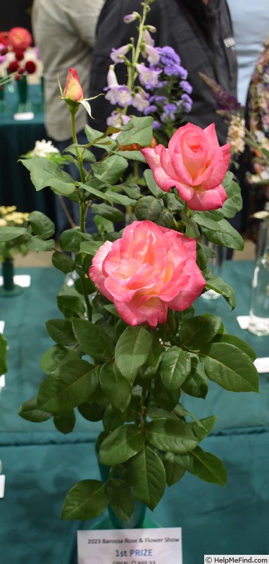 'Tahlia' rose photo
