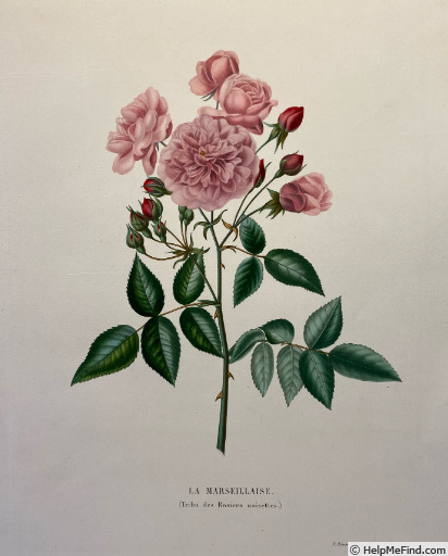 'La Marseillaise (China/Noisette, unknown, pre 1835)' rose photo