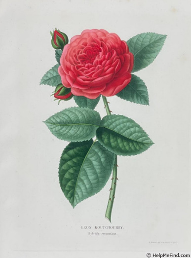 'Léon Kotschoubey' rose photo