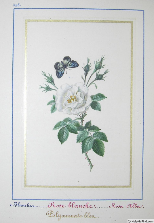 '<i>R. alba semi-plena</i>' rose photo