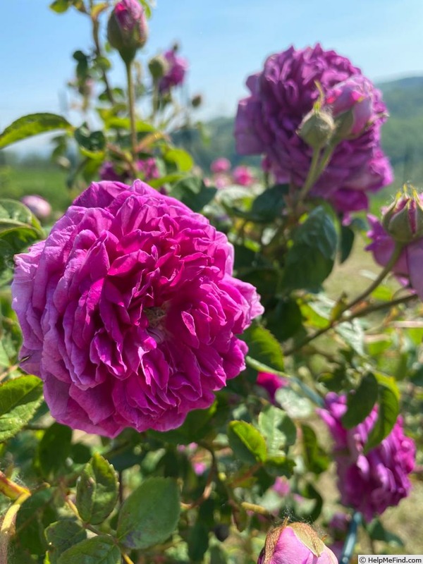 'Frédéric II de Prusse' rose photo