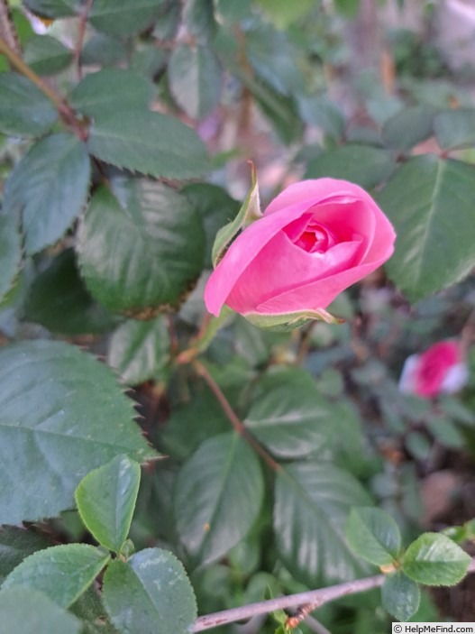 'Olivia Rose Austin ®' rose photo