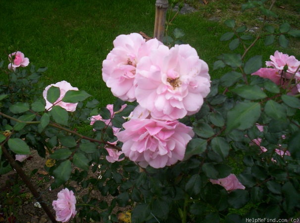'Bonica ® (shrub, Meilland, 1975)' rose photo