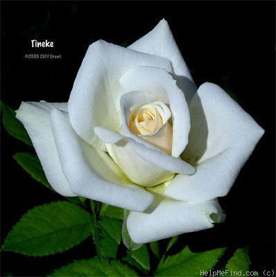 'Tineke' rose photo