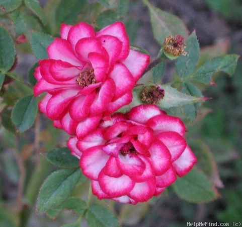 'Boomerang' rose photo