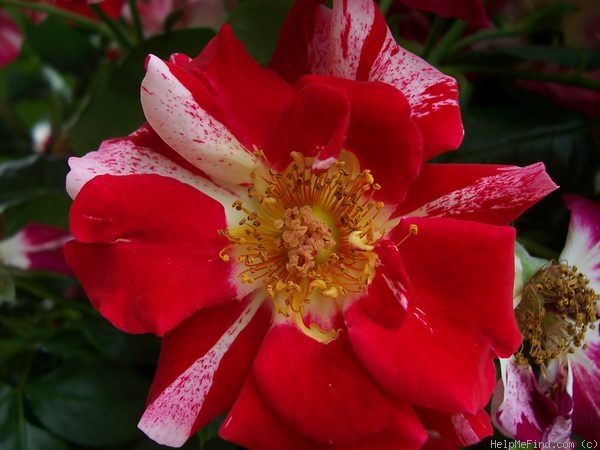'Fourth of July' rose photo