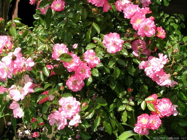 'Michel Bras ®' rose photo