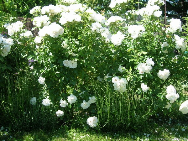 'Carte Blanche ® (floribunda, Meilland, 1999)' rose photo