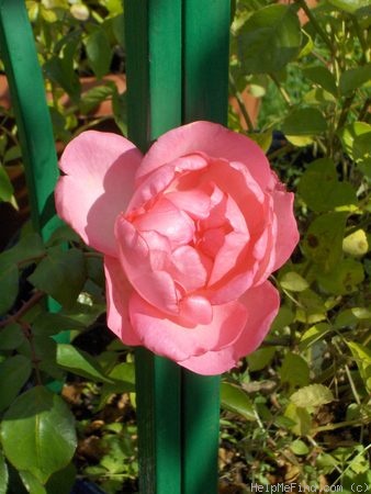 'Lawinia' rose photo