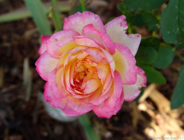'Party Time' rose photo