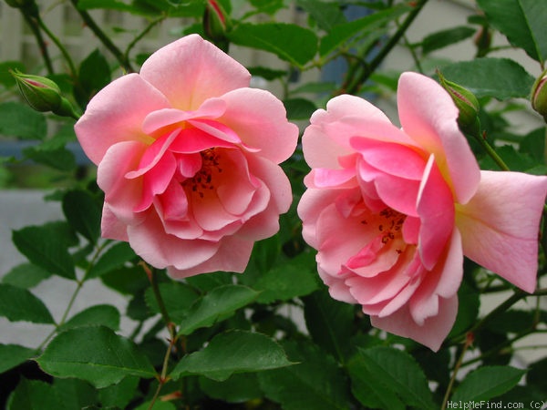 'Felicia (hybrid musk, Pemberton 1926)' rose photo
